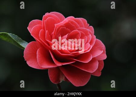 Japanese camellia (Camellia japonica), single red flower Stock Photo