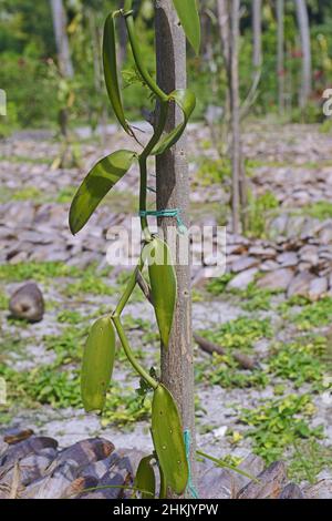 vanilla (Vanilla planifolia), cultivation of vanilla in a plantation, Seychelles, La Digue Stock Photo