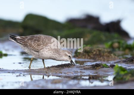 red knot (Calidris canutus), juvenile red knot foraging in the wadden sea, Netherlands, Texel Stock Photo