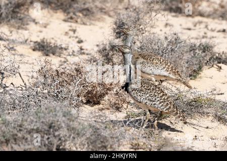 houbara bustard (Chlamydotis undulata), two males walk in semi-desert, Canary Islands, Lanzarote Stock Photo