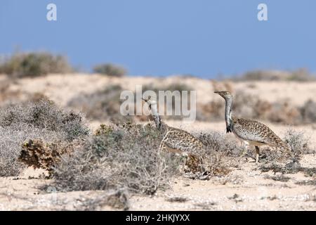 houbara bustard (Chlamydotis undulata), two males walk in semi-desert, Canary Islands, Lanzarote Stock Photo