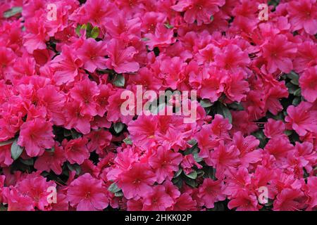 Azalea, Formosa Azalea, Sim's Azalea (Rhododendron simsii), blooming, 2, 1 Stock Photo