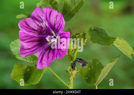 zebrina mallow (Malva sylvestris ssp. mauritiana, Malva sylvestris var. mauritiana, Malva mauritiana), flower, Germany, Bavaria Stock Photo