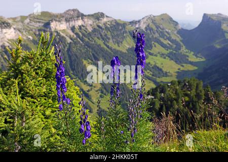 monk's-hood, true monkshood, garden monkshood (Aconitum napellus), blooming at the Niederhorn, Switzerland, Bernese Oberland, Beatenberg Stock Photo