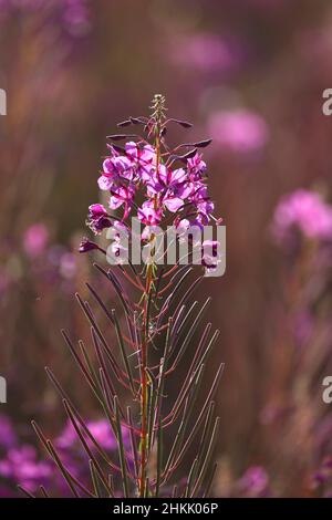 Fireweed, blooming sally, Rosebay willow-herb, Great willow-herb (Epilobium angustifolium, Chamerion angustifolium), inflorescence, Grisons, Engadine Stock Photo