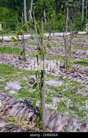 vanilla (Vanilla planifolia), cultivation of vanilla in a plantation, Seychelles, La Digue Stock Photo