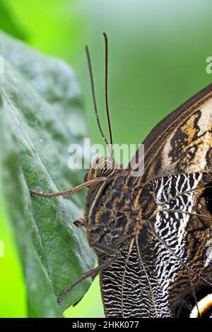 Purple Owl (Caligo beltrao), sitting at a leaf, side view Stock Photo