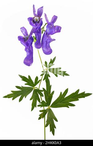 monk's-hood, true monkshood, garden monkshood (Aconitum napellus), blooming, cut-out, Austria Stock Photo