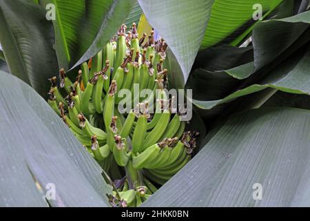 banana (Musa paradisiaca, Musa x paradisiaca), young bananas on a banana plant Stock Photo
