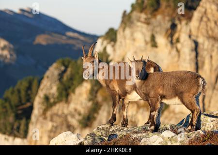Alpine ibex (Capra ibex, Capra ibex ibex), female Alpine ibex standing with her fawn on a slope side in front of a rock wall, side view, Switzerland, Stock Photo