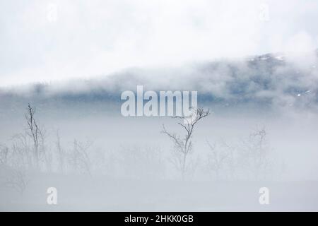 winter in Kilpisjaervi Nature Reserve with morning mist, Finland, Kilpisjaervi Stock Photo
