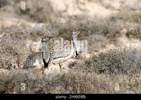 houbara bustard (Chlamydotis undulata), two males standk in semi-desert, Canary Islands, Lanzarote Stock Photo