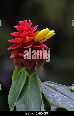 Spiralingwer, Spiral Ginger, Red Tower Ginger (Costus barbatus), red coloured inflorescence with yellow flower Stock Photo