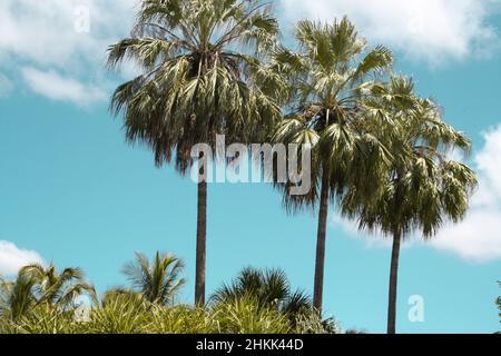 Summer Palm Trees in Australia Stock Photo