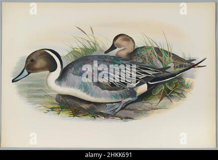 Art inspired by Dafila Avuta: Ducks, John Gould, British, 1804-1881, Lithograph on wove paper, Sheet: 21 1/4 x 14 1/2 in., 54 x 36.8 cm, Anas acuta, animals, Bird, Birds, breeding pair, Dafila Avuta, Ducks, fauna, flora, Habitat, illustration, male and female, natural history, Classic works modernized by Artotop with a splash of modernity. Shapes, color and value, eye-catching visual impact on art. Emotions through freedom of artworks in a contemporary way. A timeless message pursuing a wildly creative new direction. Artists turning to the digital medium and creating the Artotop NFT Stock Photo