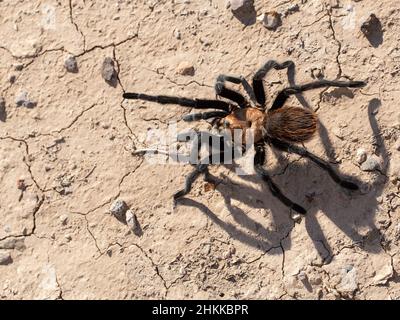 A Texas Brown Tarantula scurries across the Chihuahuan Desert floor. Stock Photo