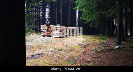 Stacked firewood dryng in the wood Stock Photo