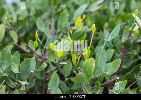 Jojoba,  (Simmondsia chinensis) Stock Photo