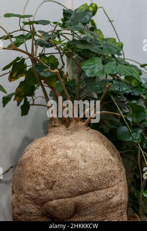 Monkey Chair,  (Pyrenacantha malvifolia) Stock Photo