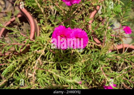 Portulaca Grandiflora Flowers Also Known A Mexican Rose 11 O Clock Ten O Clock Flowers Succulent Flowering Home Garden Planter In Light Yellow Peac Stock Photo Alamy