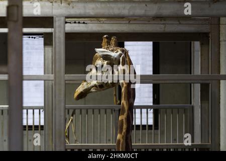 A giraffe inside a building at Zoorasia, Yokohama, Kanagawa, Japan. Stock Photo