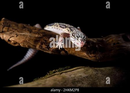 The gecko climbed to the branch where he was resting. Stock Photo