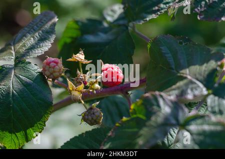 Raspberries on branches. Red raspberries ripening on the farmer's bed. Growing berries. Selective focus. Stock Photo