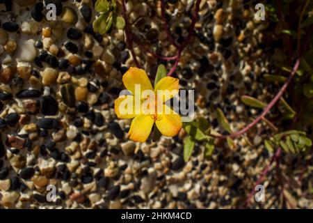 Small and Beautiful Yellow Portulaca grandiflora or moss rose flowers also known as 10 hour flower or eleven o clock flowers on texture pebble backgro Stock Photo