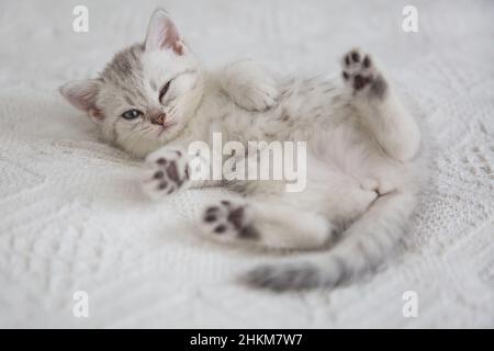 Cute tabby Scottish short hair silver kitten. Dreaming kittens sleep on a bed under warm white blanket. Pets sleep at cozy home. Top down view web Stock Photo