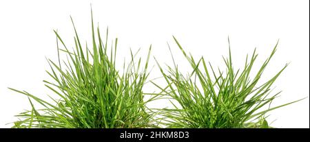 two bunches of green grass isolated on white background Stock Photo