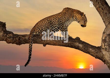 Leopard (Panthera pardus) sitting in a tree against an orange sunset, South Africa Stock Photo