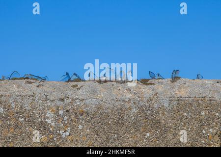 Wall top covered with transparent broken glass. Sharp pieces inlaid on mortar Stock Photo