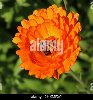 honey bee on orange pot marigold flower in summer garden Stock Photo