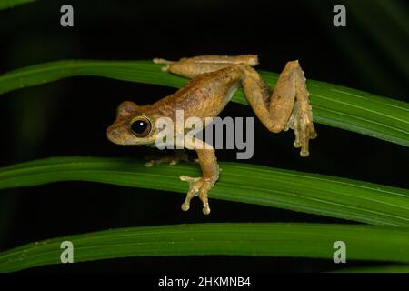 Green-eyed tree frog (Litoria serrata) climbing on a palm leaf at night. Kuranda, Queensland, Australia. Stock Photo