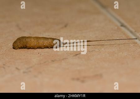 Rat-tailed maggot seeking a suitable place to pupate. Larval form of the common drone fly Eristalis tenax. Gran Canaria. Canary Islands. Spain. Stock Photo