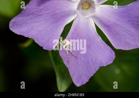 Crab spider Thomisus onustus on a petal of bigleaf periwinkle Vinca major. Male. Valleseco. Gran Canaria. Canary Islands. Spain. Stock Photo