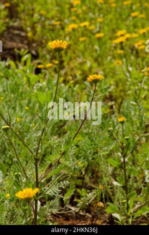 Garland chrysanthemum Glebionis coronaria in bloom. Valleseco. Gran Canaria. Canary Islands. Spain. Stock Photo