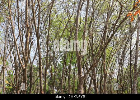 Hevea brasiliensis, the Pará rubber tree, sharinga tree, seringueira, or most commonly, rubber tree or rubber plant, is a flowering plant belonging t Stock Photo