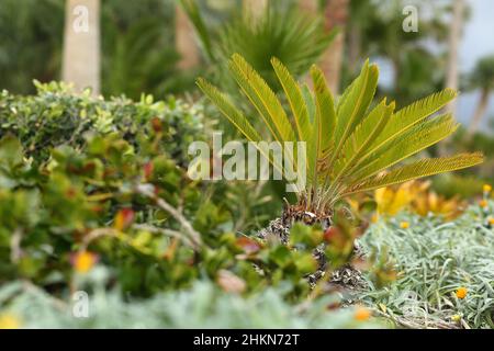 Little palm and other plants in a garden Stock Photo