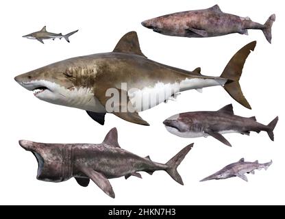 Shark Size Comparison Poster Print by Gwen Shockey/Science Source