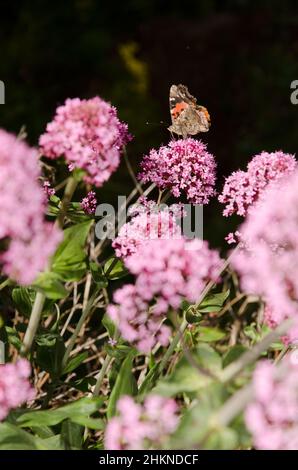 Butterfly painted lady Vanessa cardui feeding on flowers of red valerian Centranthus ruber. San Mateo. Gran Canaria. Canary Islands. Spain. Stock Photo
