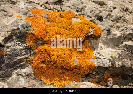 Common orange lichen Xanthoria parietina. Integral Natural Reserve of Inagua. Tejeda. Gran Canaria. Canary Islands. Spain. Stock Photo