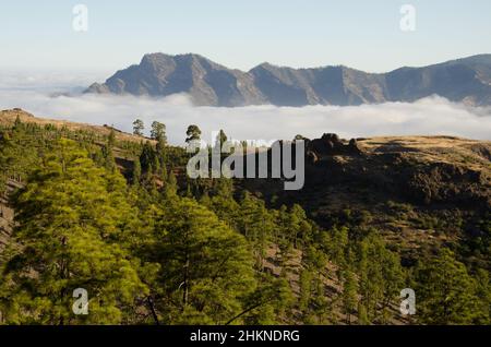 Forest of Canary Island pine Pinus canariensis in the Reserve of Inagua, sea of clouds and massif of Tamadaba. Gran Canaria. Canary Islands. Spain. Stock Photo