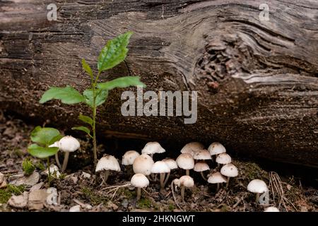 Small, white mushrooms under the tree trunk Stock Photo