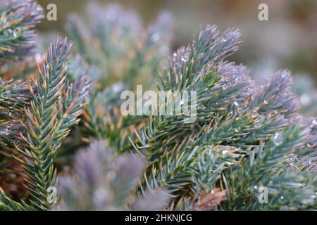 Blue star juniper tree in the garden. Stock Photo