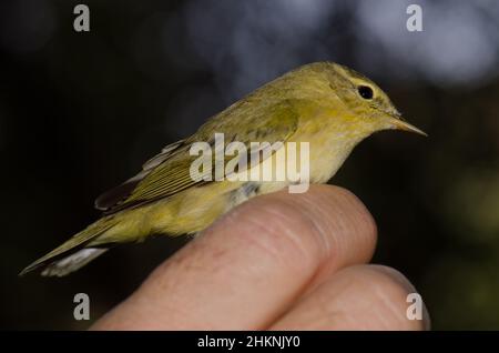 Willow warbler Phylloscopus trochilus captured for scientific banding. The Nublo Rural Park. Tejeda. Gran Canaria. Canary Islands. Spain. Stock Photo