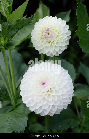 Dahlia Skelmersdale Jayne, miniature decorative Dahlia, white with mauve tint. UK Stock Photo