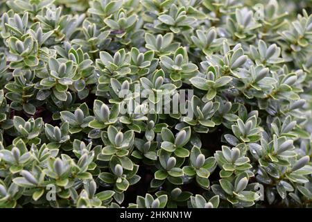 Beads of water on the leaves of a hebe, in the garden.Hebe an evergreen plant with pale, fine leaves.Callitrichaceae Evergreen. Plantaginaceae Stock Photo