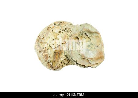 Old scallops, Sea shell isolated on white background. Shell, Seashell or Conch isolated on white Background as Decor or Souvenir. Stock Photo