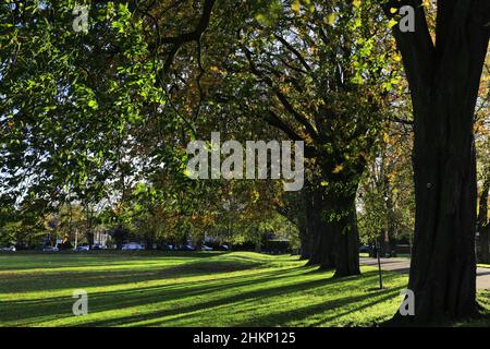 Autumn colours in trees along the Broad Walk park, King's Lynn, Norfolk, England Stock Photo